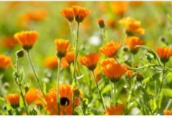 Weleda Baby Calendula Bodycrème -Peuterpaleis Winkel 1200x825 3