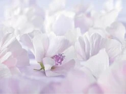 Weleda Baby Sensitive Witte Malva Gezichtscrème -Peuterpaleis Winkel 1200x900 5